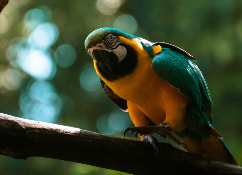 La hora de la naturaleza 